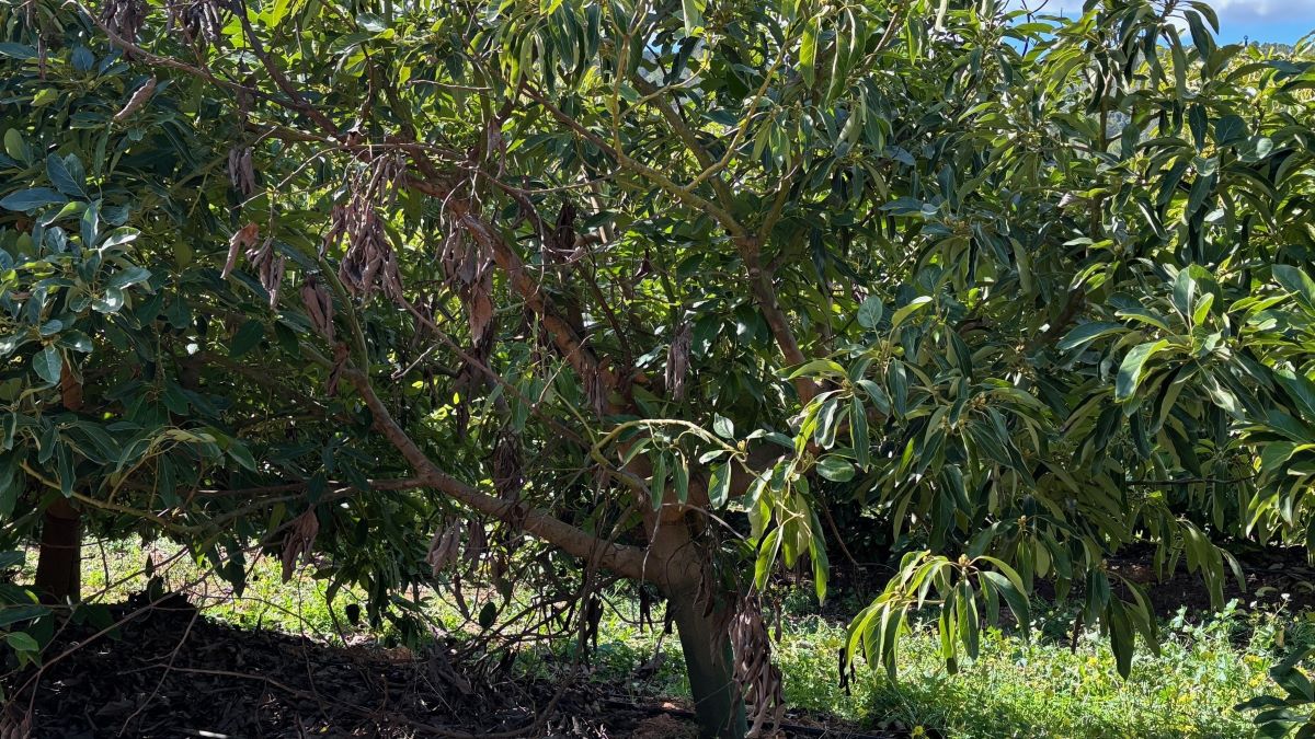 Árbol con seca 2 (1)